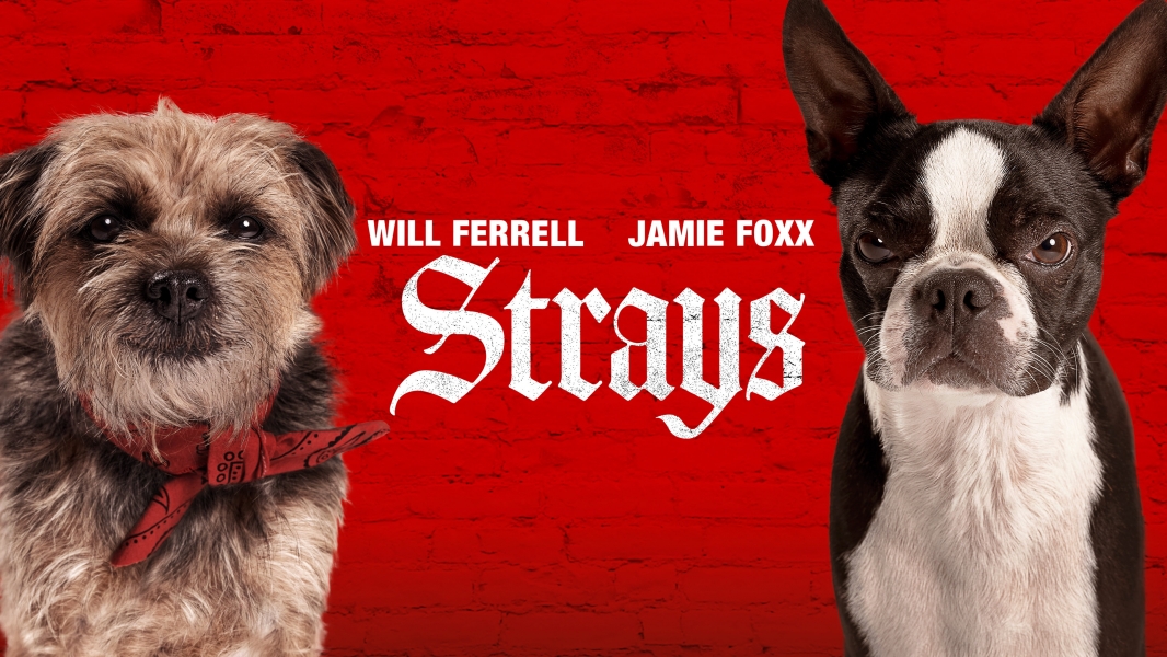 Watch Free Strays Movie Full HD Soap2Day